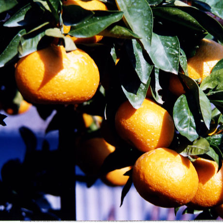 树体 (MAFF, Japan)