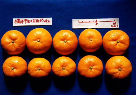 果实 (MAFF, Japan)