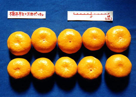 果实 (MAFF, Japan)