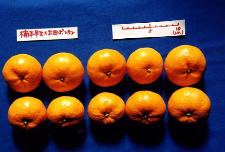 果实 (MAFF, Japan)