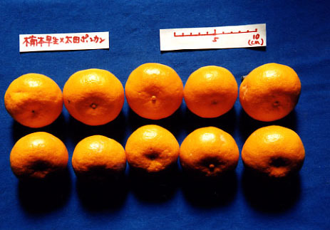 果实 (MAFF, Japan)