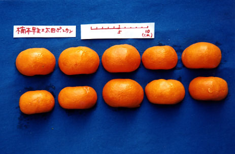 树体 (MAFF, Japan)