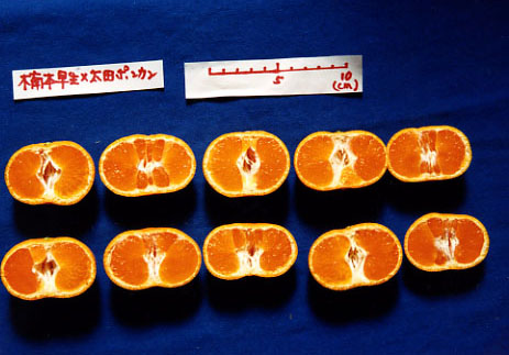 果实 (MAFF, Japan)