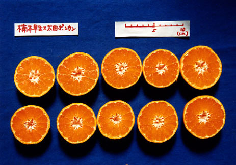 果实 (MAFF, Japan)