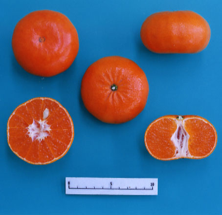 树体 (MAFF, Japan)