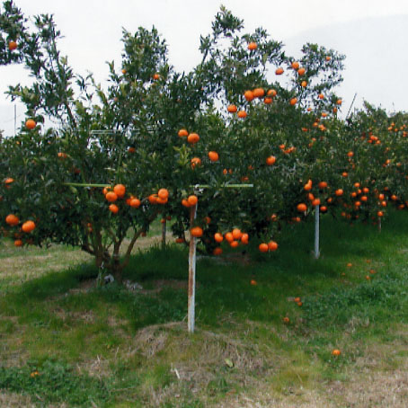 果实 (MAFF, Japan)