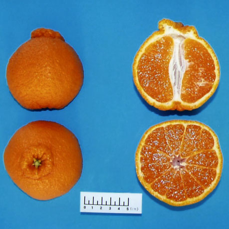 果实 (MAFF, Japan)