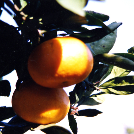 树体 (MAFF, Japan)