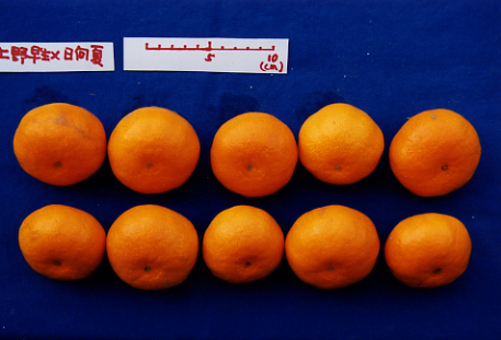 果实 (MAFF, Japan)