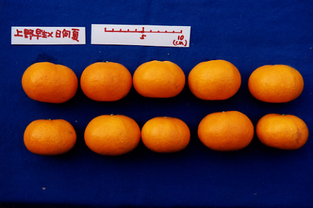 果实 (MAFF, Japan)