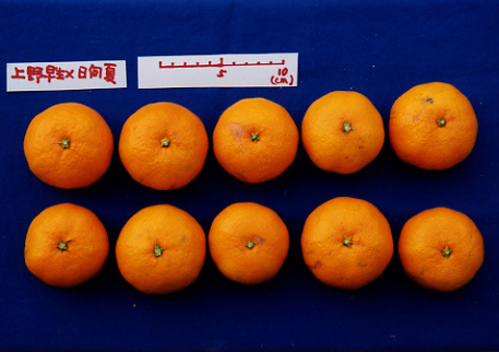 果实 (MAFF, Japan)