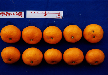 果实 (MAFF, Japan)