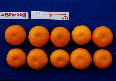 树体 (MAFF, Japan)