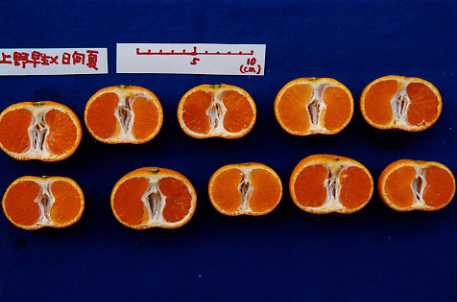 果实 (MAFF, Japan)