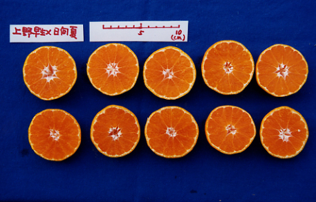 果实 (MAFF, Japan)