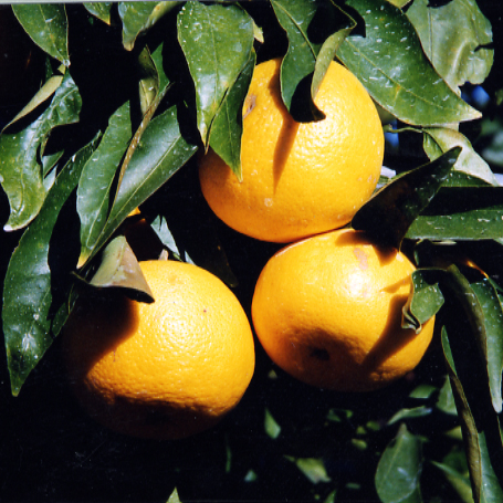 树体 (MAFF, Japan)