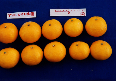 果实 (MAFF, Japan)