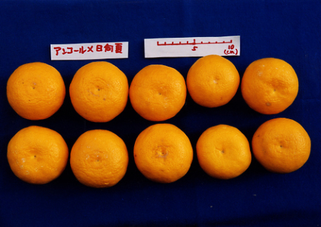 果实 (MAFF, Japan)