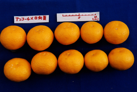 果实 (MAFF, Japan)