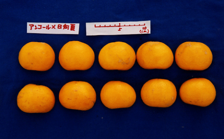 树体 (MAFF, Japan)