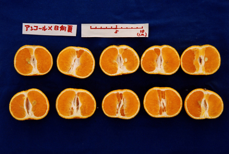 果实 (MAFF, Japan)