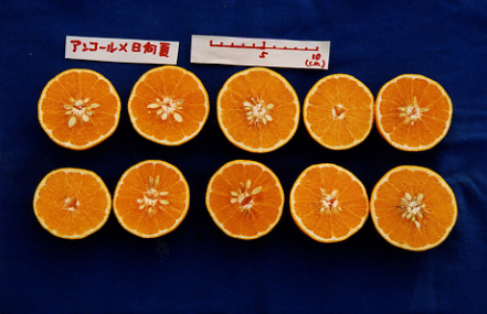 果实 (MAFF, Japan)