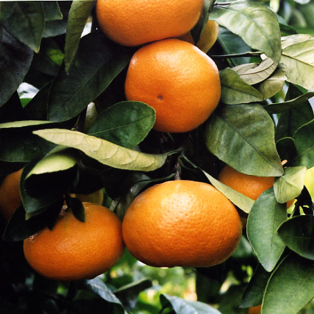 树体 (MAFF, Japan)