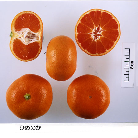 果实 (MAFF, Japan)