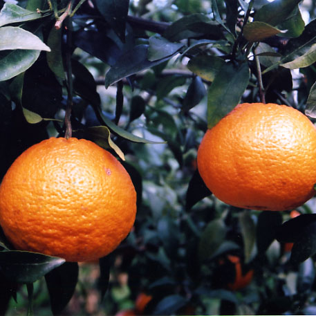 树体 (MAFF, Japan)