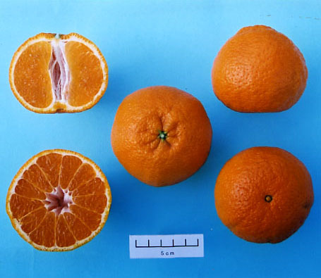 果实 (MAFF, Japan)