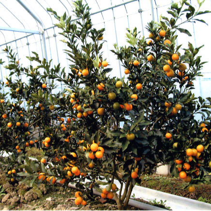 树体 (MAFF, Japan)