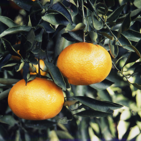 树体 (MAFF, Japan)