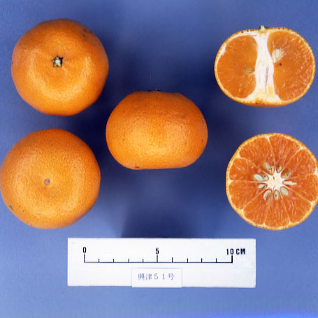 果实 (MAFF, Japan)