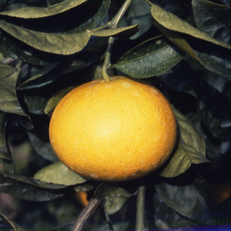 树体 (MAFF, Japan)