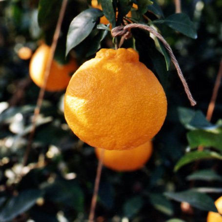 树体 (MAFF, Japan)