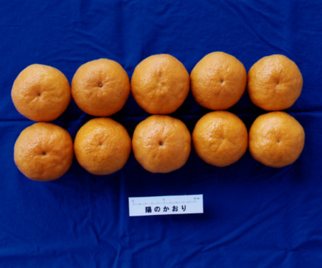 果实 (MAFF, Japan)