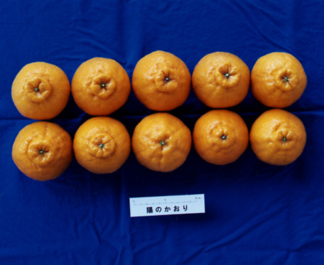 果实 (MAFF, Japan)