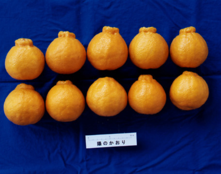 果实 (MAFF, Japan)