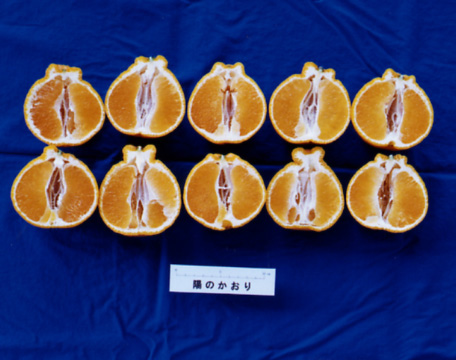 果实 (MAFF, Japan)