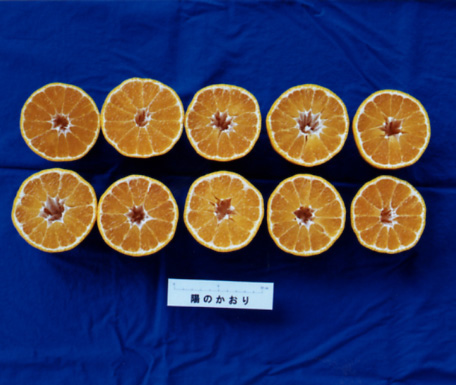 树体 (MAFF, Japan)