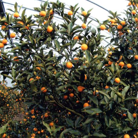 树体 (MAFF, Japan)