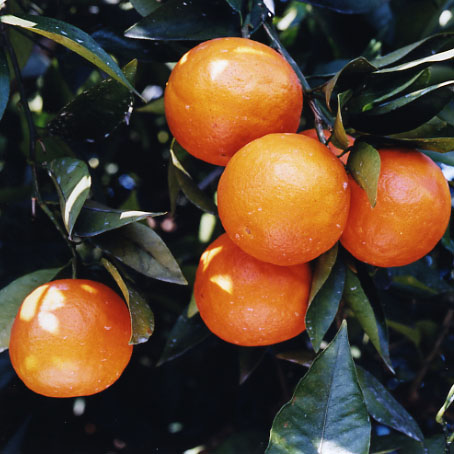 树体 (MAFF, Japan)