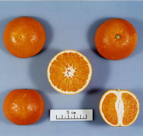 果实 (MAFF, Japan)