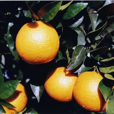 树体 (MAFF, Japan)