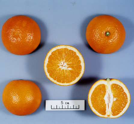 果实 (MAFF, Japan)