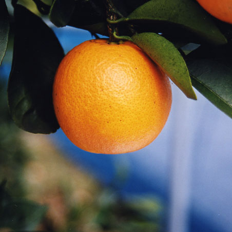 树体 (MAFF, Japan)