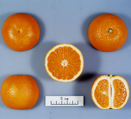 果实 (MAFF, Japan)