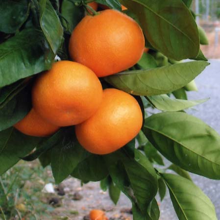 树体 (MAFF, Japan)