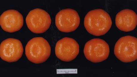 果实 (MAFF, Japan)