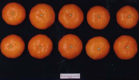 果实 (MAFF, Japan)